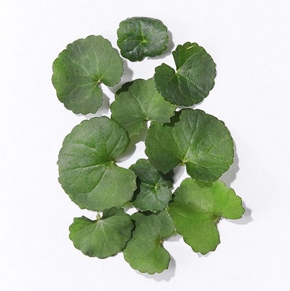Cica